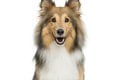 Nevšedný horoskop: Aký psík sa k vám hodí podľa vášho znamenia? TENTO by mal byť ten pravý
