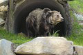 Medveď, ktorý prežil v bratislavskej zoo celý život, dostal oázu: Po 27 rokoch konečne cíti pravú hlinu...
