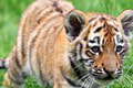 Inšpekcia zobrala súkromníkovi 3 tigrov! Znepokojivé, čo je za tým