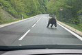 Medveďa spozorovali pri ďalšej obci na Slovensku: Polícia vyzýva obyvateľov! Kde šelmu videli?