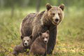 Pozor, TU sa pohybuje medvedica s mladými! Buďte veľmi opatrní