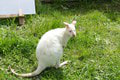 Nová atrakcia v Stropkove: V najmenšej zoo majú kenguru albína! Rozkošné FOTO