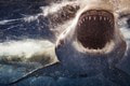 Žralok brutálne zmasakroval muža na dovolenke: Uzavreli niekoľko pláží! Mrazivý opis útoku