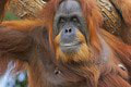 TOTO je najstarší orangutan sumatriansky na svete: Padnete na zadok, koľké narodeniny už oslávil!
