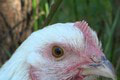Výskum na sliepkach odhalil niečo nečakané: V tomto sú rovnaké ako ľudia!