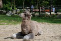 V košickej zoo majú nový prírastok: Mláďatko Ares odsunul plameniaky na druhú koľaj! Sledujte tie FOTO