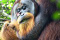 Orangutan Rakus svojím správaním odrovnal vedcov: A nie je sám! Ktoré zvieratá prekvapili inteligenciou?