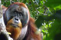 Orangutan Rakus svojím správaním odrovnal vedcov: A nie je sám! Ktoré zvieratá prekvapili inteligenciou?