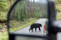 Seniorka si z auta fotila medveďa, spravila strašnú CHYBU: Šelma zaútočila!