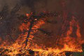 Grécka polícia zadržala viacero podozrivých: Sila, akým spôsobom mali zapáliť les neďaleko Atén