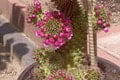 Helenke napadlo vytiahnuť svoje kaktusy na slnko: Neuveriteľné, čo sa stalo!
