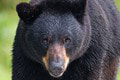 Hladný medveď sa nezastavil pred ničím: Poriadny bizár! Ohromení robotníci sa nestačili diviť