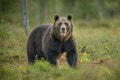 Vláda vzala späť návrh zákona o odstrele medveďov: Aký je dôvod?