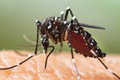 Nervozita a poruchy sústredenia: Komárie bodnutie dokáže spôsobiť obrovské problémy