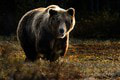 Zásahové tímy a poľovníci za polroka eliminovali až 37 medveďov