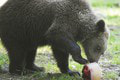 Zvieratá v košickej zoo sú nadšené: FOTO hovorí za všetko! Také hody nemajú každý deň