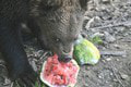 Zvieratá v košickej zoo sú nadšené: FOTO hovorí za všetko! Také hody nemajú každý deň