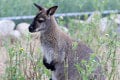 Babyboom v kontaktnej zoo v Liptovskom Mikuláši: O srdcia detí bojuje lama so sovičkou