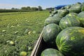 Slovákom sa podaril husárky kúsok: Rekordný melón nasýtil 4 rodiny! Aha, koľko vážil