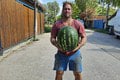 Slovákom sa podaril husárky kúsok: Rekordný melón nasýtil 4 rodiny! Aha, koľko vážil