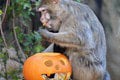 Rozkošný Halloween v košickej zoo: Makak Pepo bol celý bez seba! Z FOTO sa roztopíte