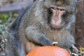 Rozkošný Halloween v košickej zoo: Makak Pepo bol celý bez seba! Z FOTO sa roztopíte