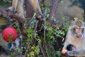 Rozkošný Halloween v košickej zoo: Makak Pepo bol celý bez seba! Z FOTO sa roztopíte