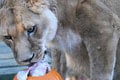 Rozkošný Halloween v košickej zoo: Makak Pepo bol celý bez seba! Z FOTO sa roztopíte