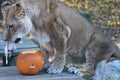 Rozkošný Halloween v košickej zoo: Makak Pepo bol celý bez seba! Z FOTO sa roztopíte