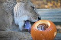 Rozkošný Halloween v košickej zoo: Makak Pepo bol celý bez seba! Z FOTO sa roztopíte