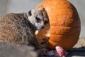 Rozkošný Halloween v košickej zoo: Makak Pepo bol celý bez seba! Z FOTO sa roztopíte