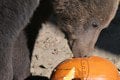 Rozkošný Halloween v košickej zoo: Makak Pepo bol celý bez seba! Z FOTO sa roztopíte