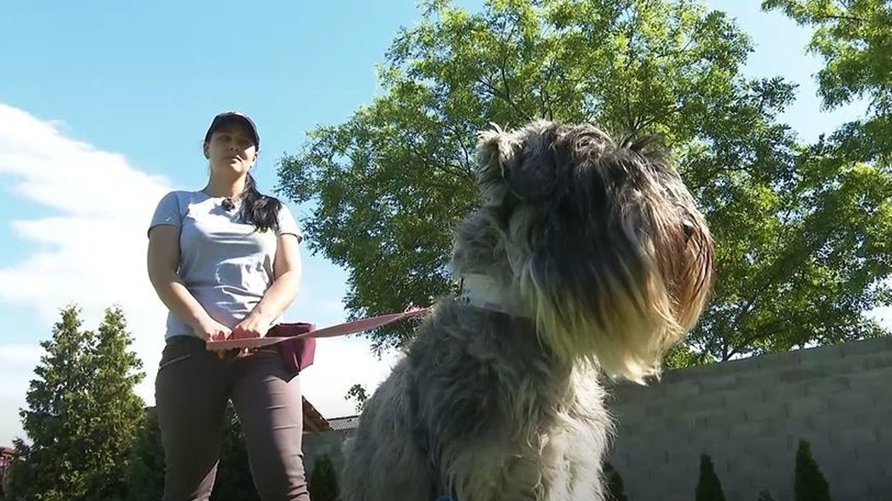 Kričíte vonku na vášho psíka zbytočne? Vyskúšajte dva tipy inštruktora, ako ho privolať