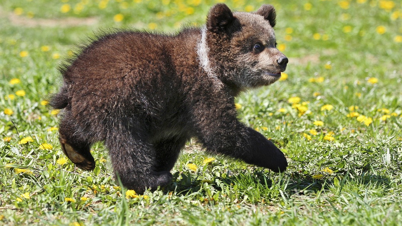 V kontaktnej zoo sa pomaly udomácňuje.