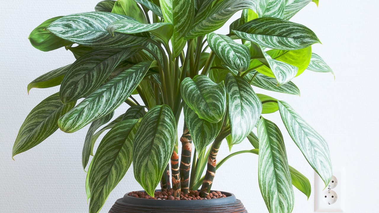 Aglaonema