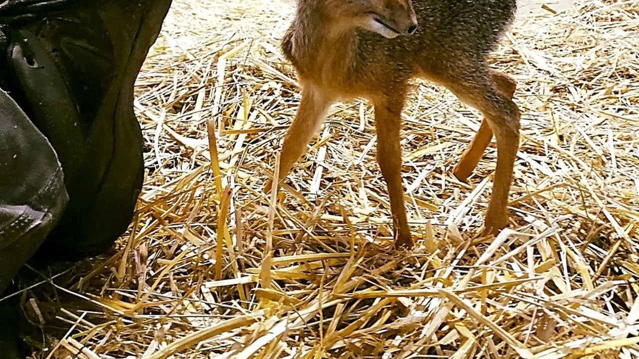 Dikdik Kirkov