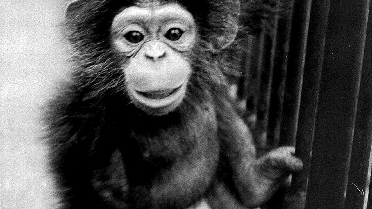1981: Prvá fotografia