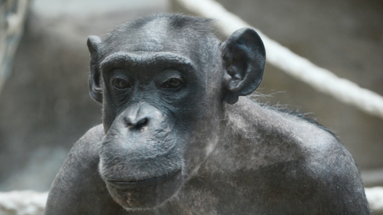 2019: Uschi