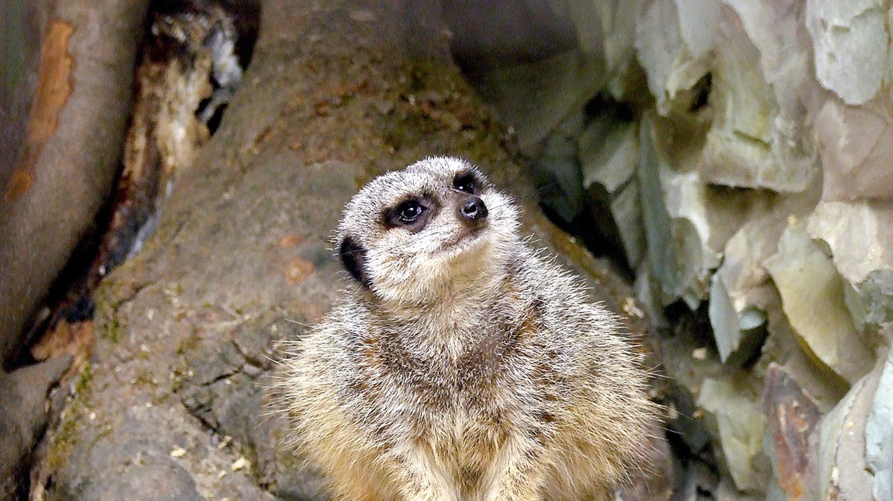 Surikata vlnkavá je veľmi hravá.