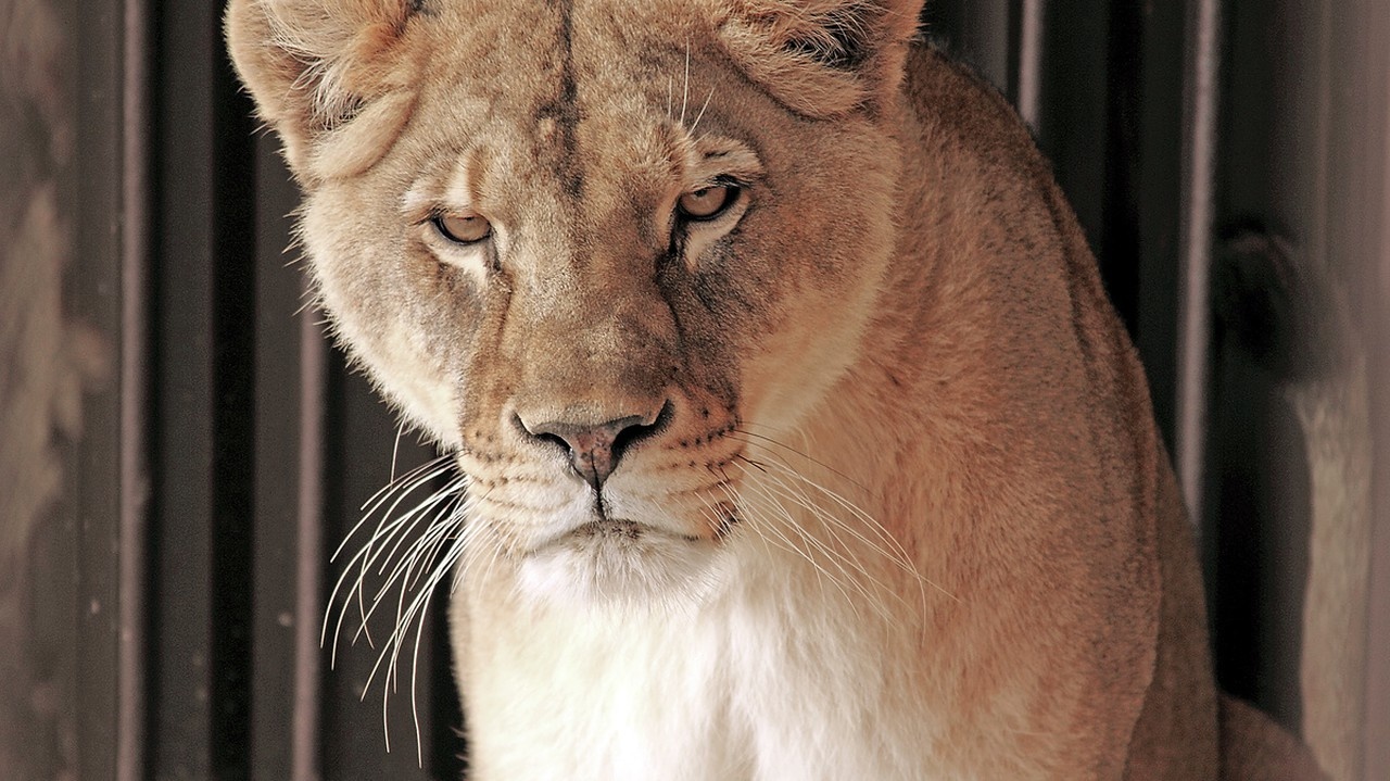 Levica Zora je symbolom Zoo parku.