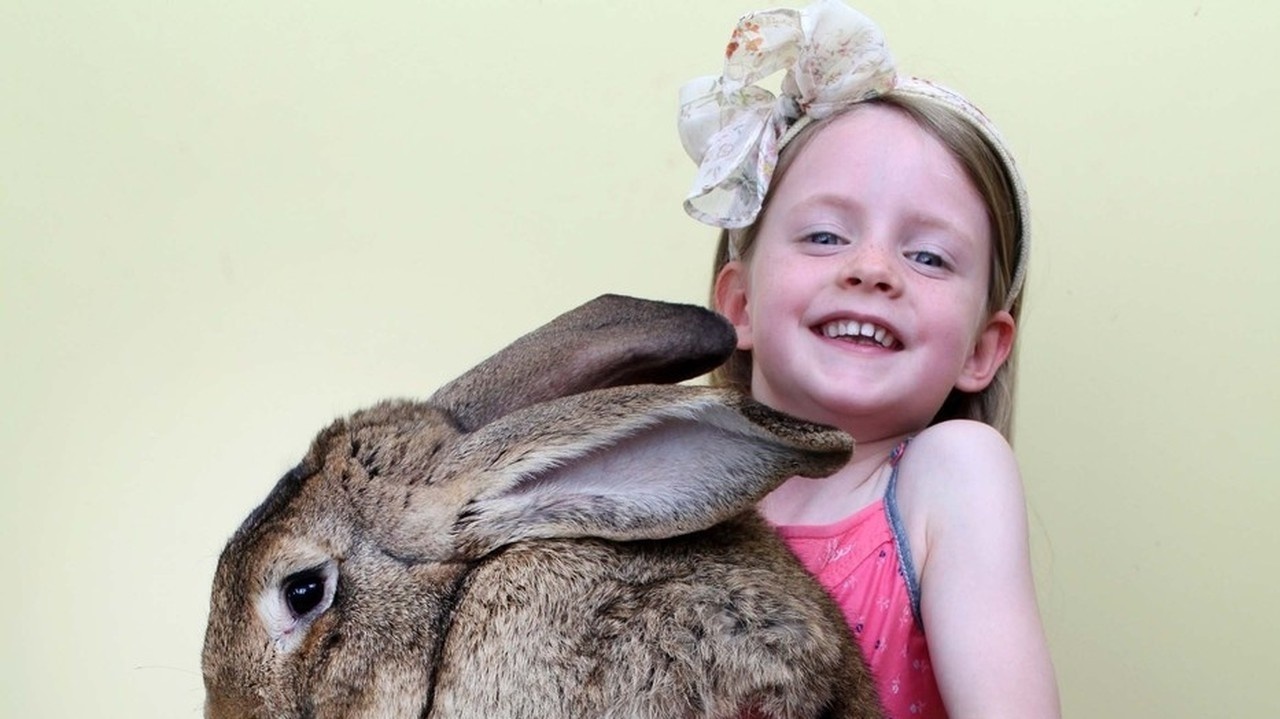 Bunny match. Кролик Дарий самый большой кролик. Кролик Дарий самый большой кролик и его сын. Кролик Дарий самый большой кролик в сравнении с ребенком. The biggest Rabbit in the World uk.