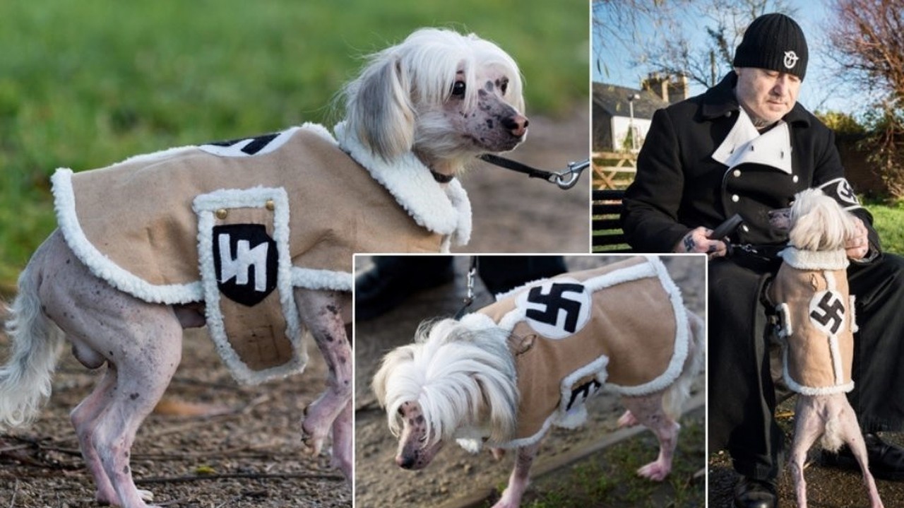 Haf, Hitler: Šialený nacista oblieka psa do oblečku s hákovým krížom!