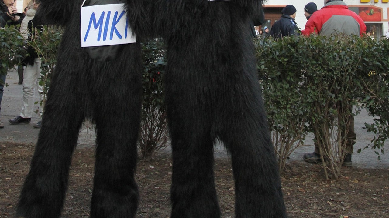 Protest Gorila