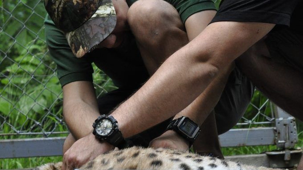 Zoo Bojnice pomáha pri záchrane rysov v Európe.
