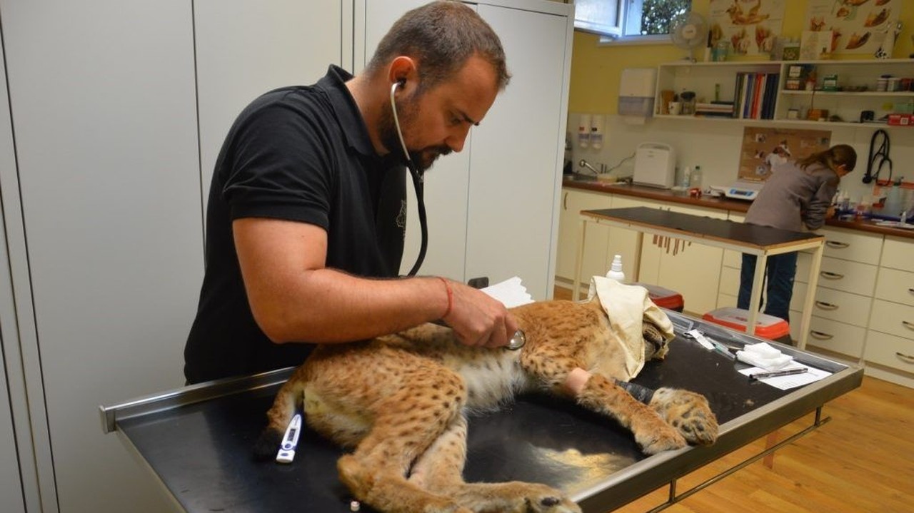 Zoo Bojnice pomáha pri záchrane rysov v Európe.