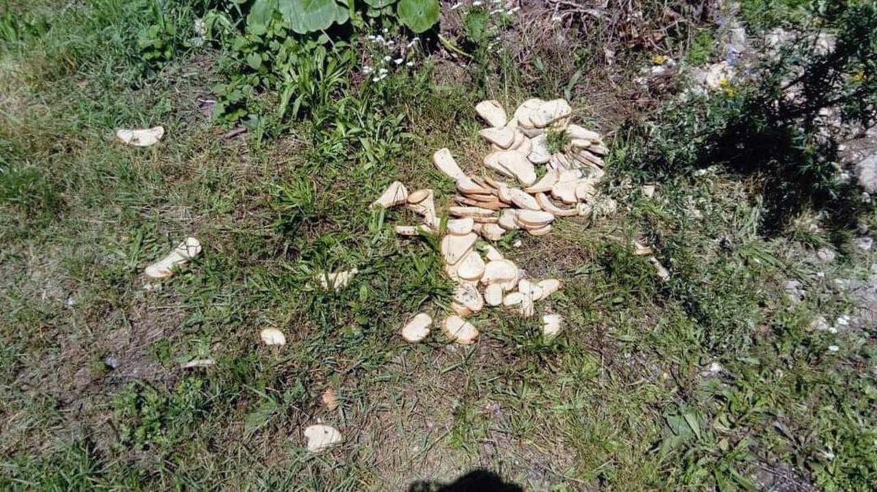 Poľovník Michal vraví, že sa maco do dediny vráti, lebo mu niekto pripravil suchý chlieb. 