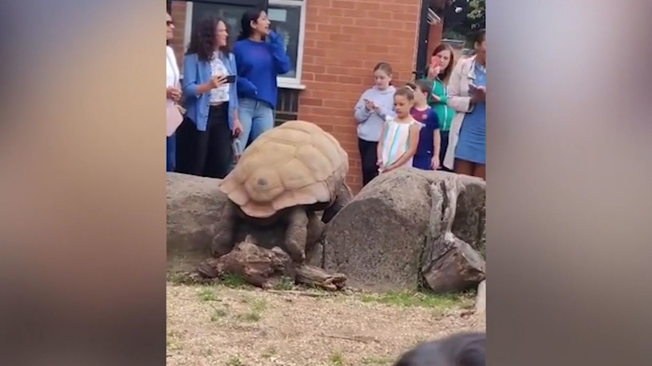Pohľad všetkých návštevníkov spočinul na nej: Korytnačka sa jednoducho rozhodla utiecť zo ZOO