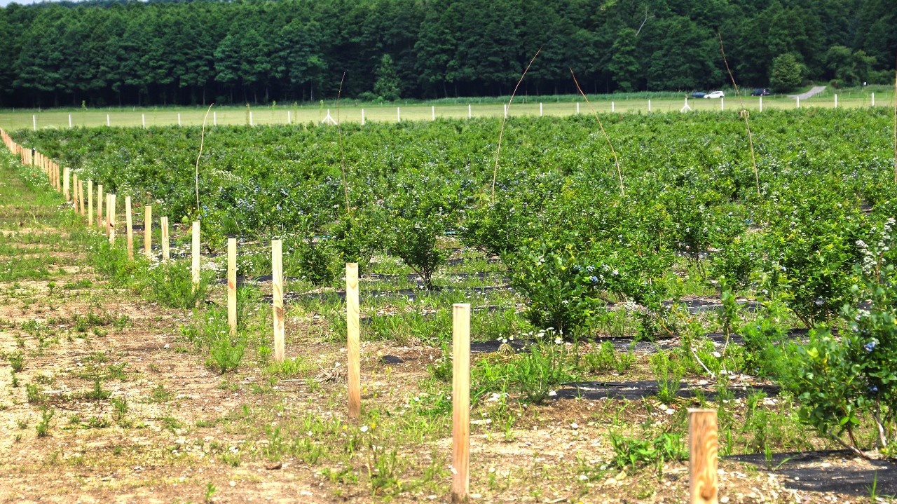 Na farme je vysadených 135-tisíc sadeníc.