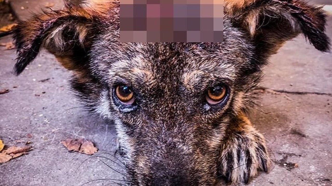 Takto vyzeral psík, keď sa ho ujal Československý kastračný program.