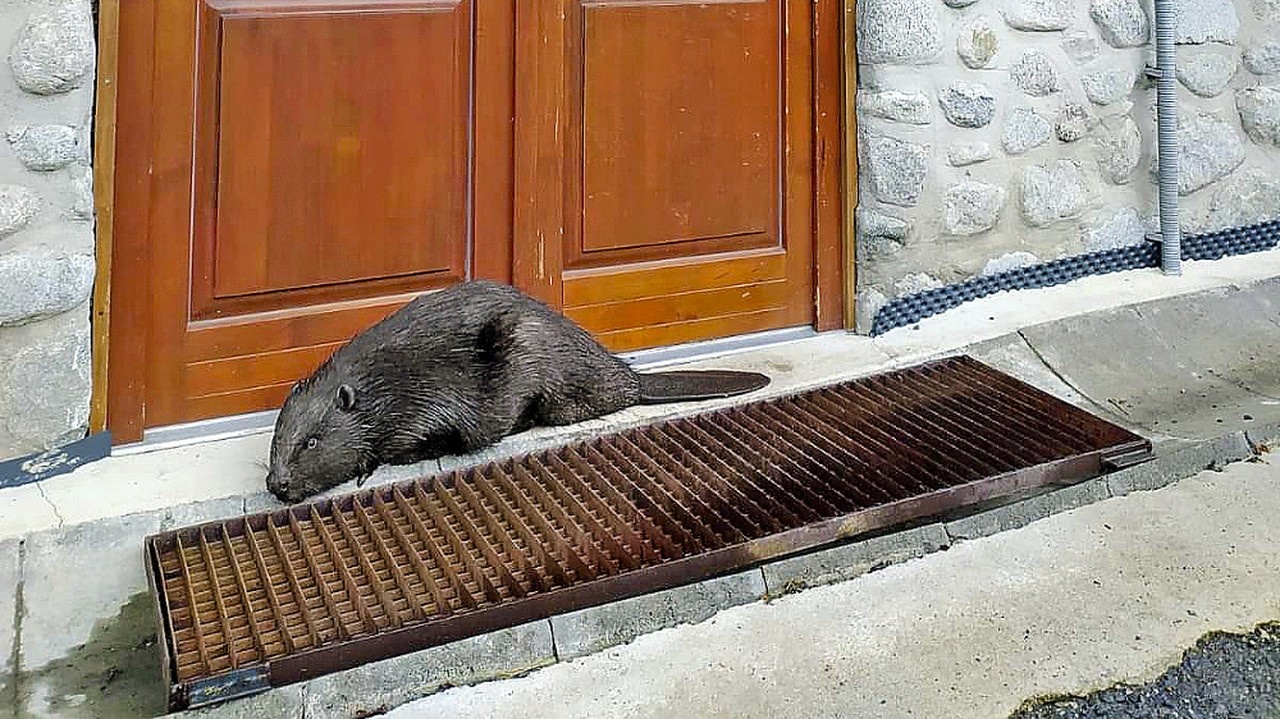 Pred vchodom
do budovy
lesníkov ležal
veľký bobor.
